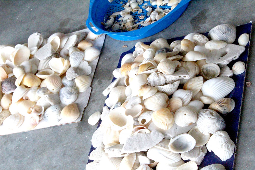 Cleaning seashells to use as DIY crafts for the home